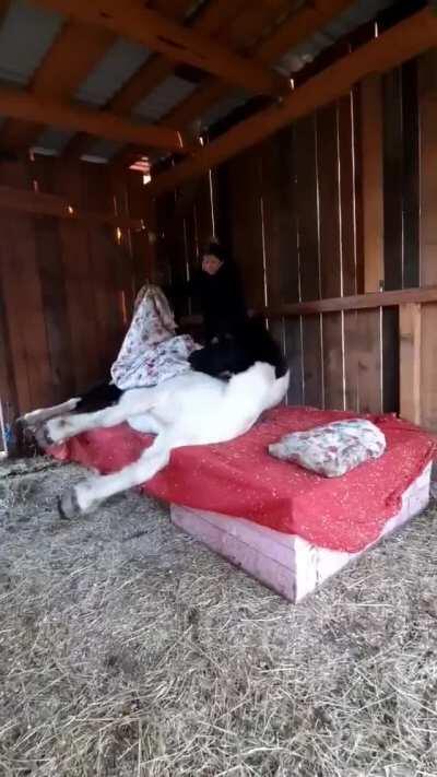 Tucking in your horse for the night.