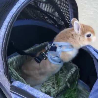 Bunny in wheels greeting humans