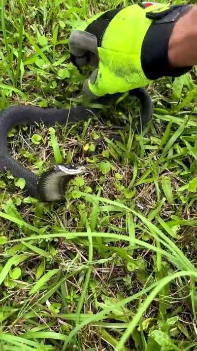 The Hognose Snake has a unique defense wherein it will puff and hiss, then bluff strike. If that doesn’t work, it plays dead theatrically until you leave. 