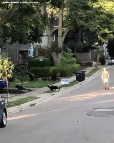 Border Collie is a great rebounder