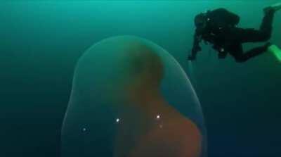 Giant squid egg found off the coast of Norway