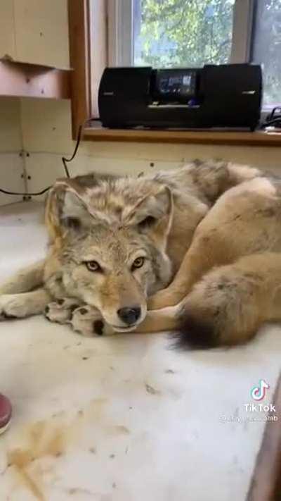 This realistic coyote pillow