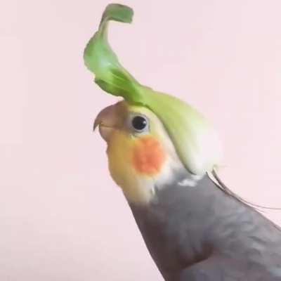 Nice headpiece Mr. Birb