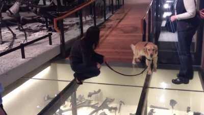 Service doggo walks on glass floor for the first time! So cute!!