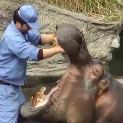 So casually brushing the teeth of one of the most dangerous animals on the planet