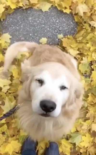 A happy leaf sweeper