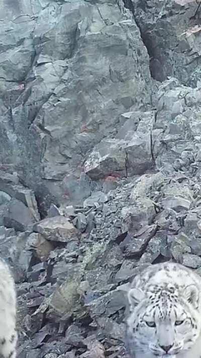 Two Snow Leopards checking out a camera trap