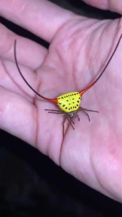 🔥 Demon Horned Orb Weaver, a spider species that has giant stiff horns so that predatory birds will have trouble trying to swallow them and choke.