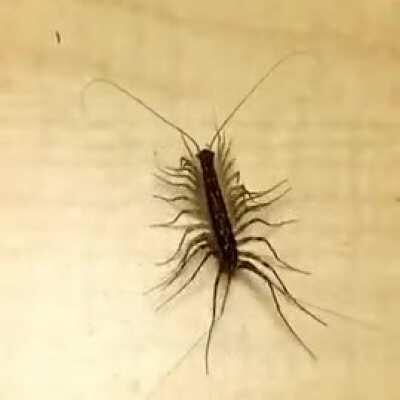 The house centipede can run twice as fast as the regular one-and it is common in most households