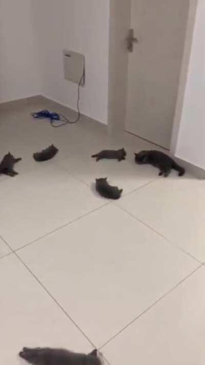 Cats love heated flooring