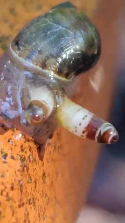 A snail that has been overtaken by a parasite.