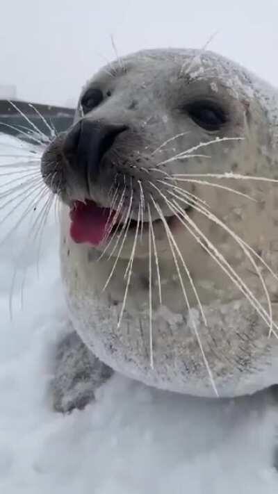 Chonky sea doggo with tongue sticking out