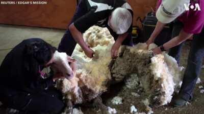 🔥 A wild and ailing sheep after years without a haircut was rescued by a mission in Australia and yielded a pile of fleece that weighed more than 35 kilograms