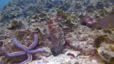 Scientists found out Octopus will randomly punch fish for no reason other than spite