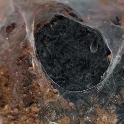 Baby blue tarantulas and their momma