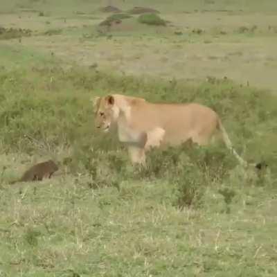 Territorial mongoose fends off a pride of lions