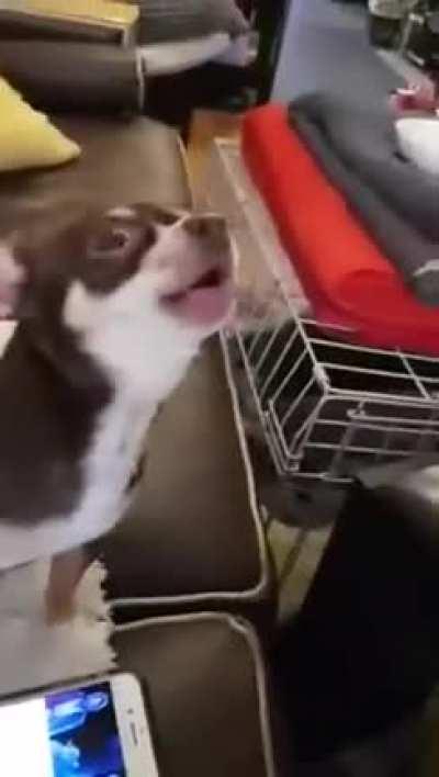 A chihuahua singing star wars!!