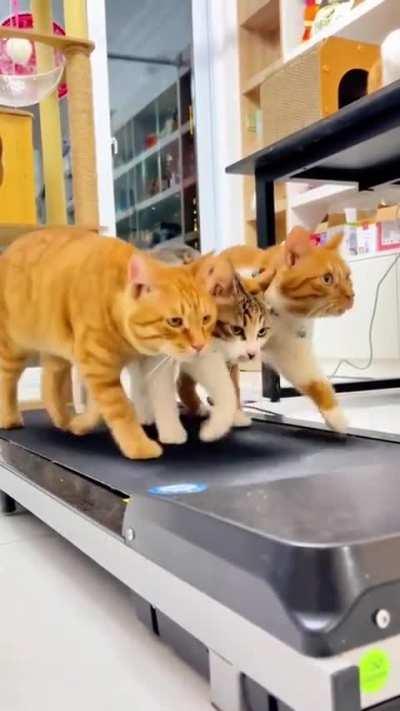 Three fitness experts cats