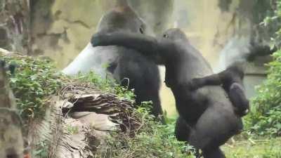Tayari, a particularly affectionate Gorilla, really loves hugging her silverback mate