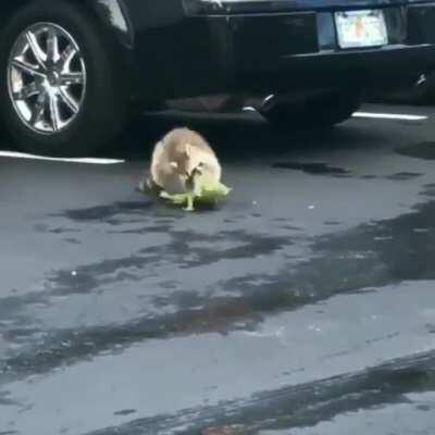 Raccoon attacks a lizard