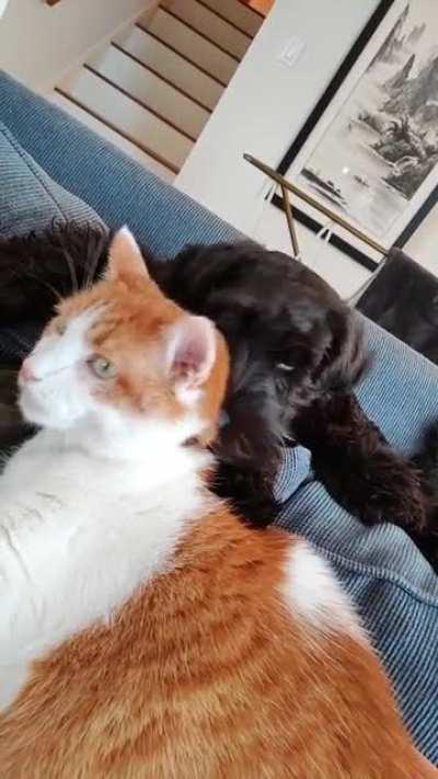 Old cat, new puppy, best friends.