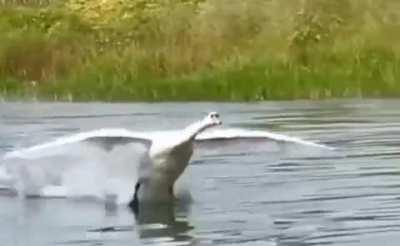 This is how swans land on water???