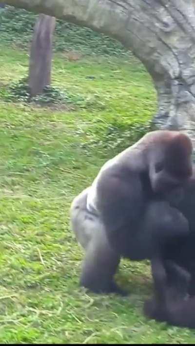 Baby gorillas stand their ground against the big man