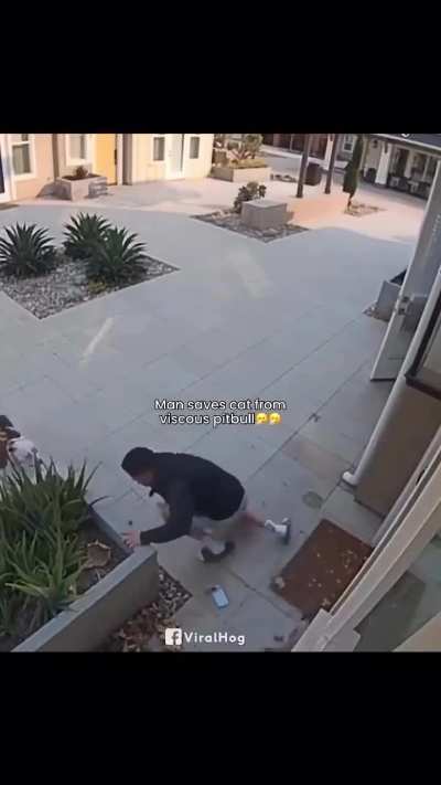 A man saves a cat from a pitbull attack