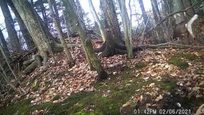 🔥 Eight point buck shedding his antlers