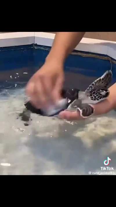 Baby Sea Turtle wants to be cleaned.