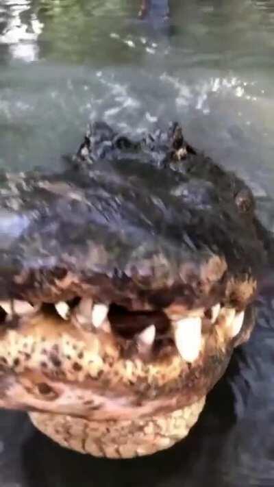 This alligator demos his system for you. Hittin 10-20 hz infrasound with authority, flexing that water like crazy