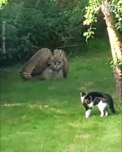 Bird (suspected harpy eagle) making itself look as big as possible to cat