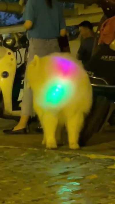 Cute Samoyed with colorful LED collar