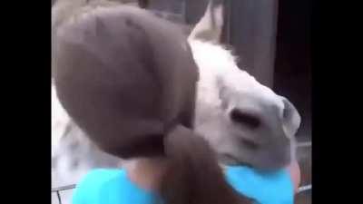 Donkey meets girl who raised it