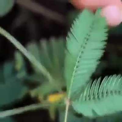 The #Mimosa Pudica also known as touch me not, is a sensitive leaf which reacts to stimulus as there is a higher pressure at that point , and the water in the vacuoles of the cells of the leaf lose water to the adjacent cell, causing it to close.