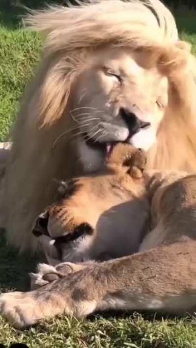 Adorable Lion Lioness moment