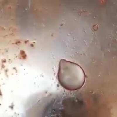 A weird clear-jelly-blob was found in a dish of raw lamb meat, what is it?