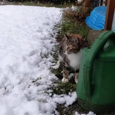 Kitten sees now for the first time ever