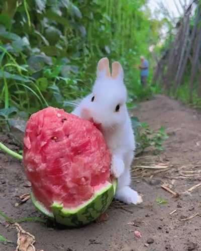 Rabbit eating a watermelon 