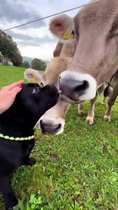 Pup has been accepted as part of the herd