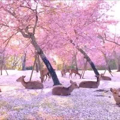 These deer relaxing under some cherry trees in Nara, Japan