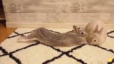 Bunny sploots into kisses!