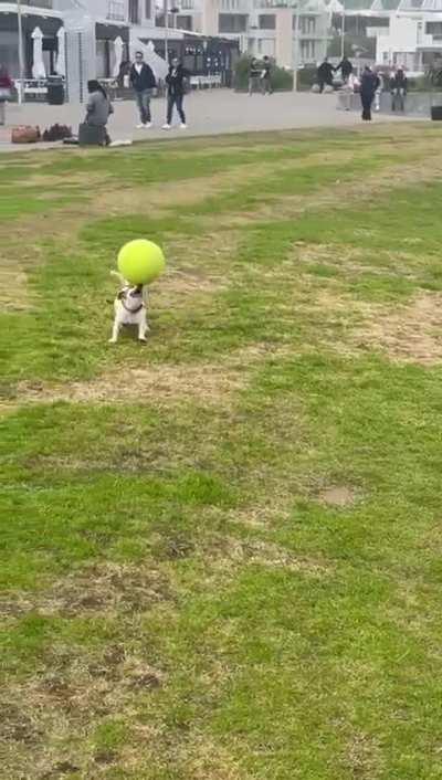 The skills of this dog!