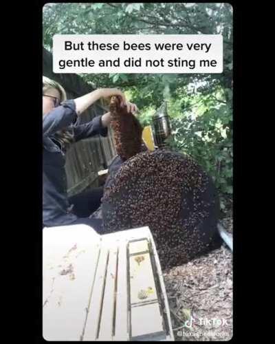 Lady of Beehives, Protector of the 7 Honeycombs, Queen of Baby Bees, The Unstung