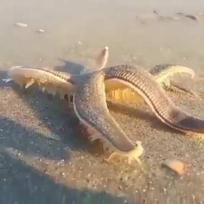 This is what a Starfish walking on the beach looks like