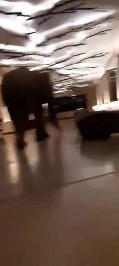 A wild elephant went into a Sri Lankan hotel and gently wandered around while poking stuff with his trunk