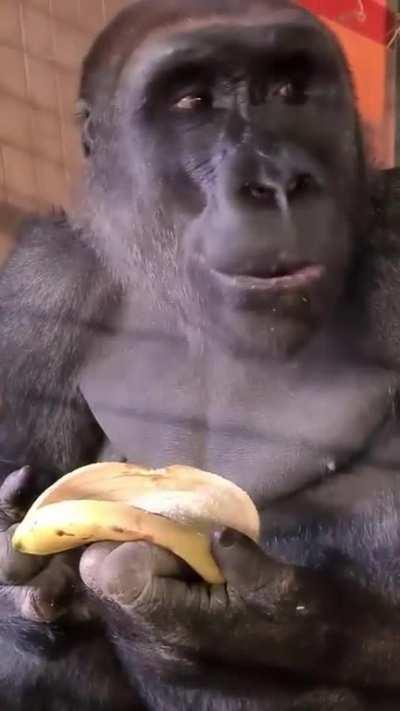 🔥 Gorilla Discovers New Way to Enjoy Bananas