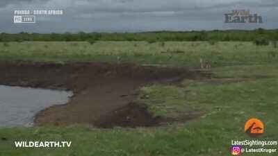 Crocodile catches and drags cheetah underwater