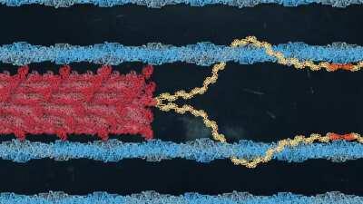 Quick animated loop of the winding filament model for a muscle sarcomere