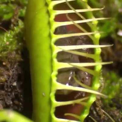 Fly Trap V Frog 5 - Suspect